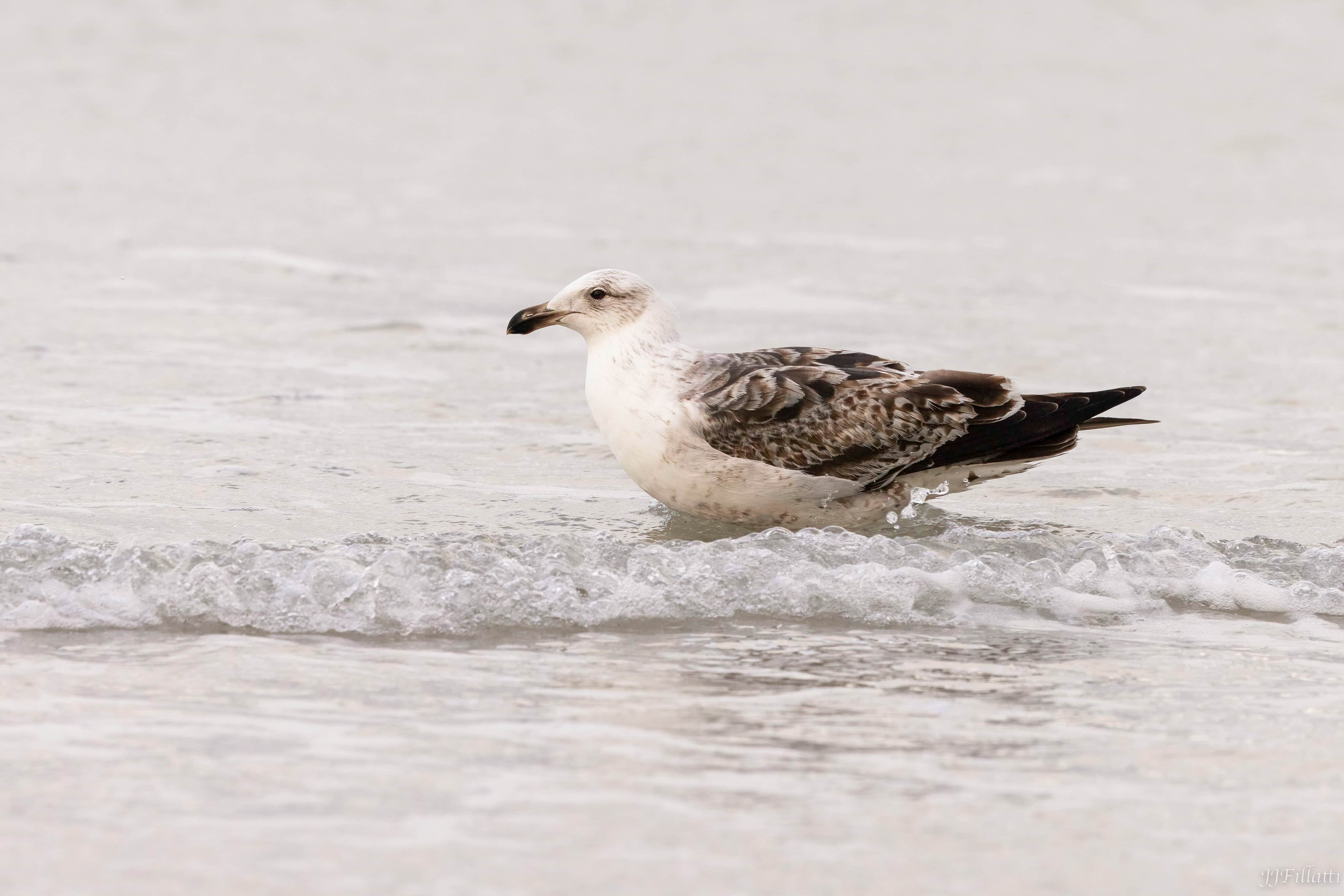 bird of the falklands image 84